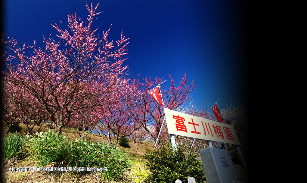 富士川梅園