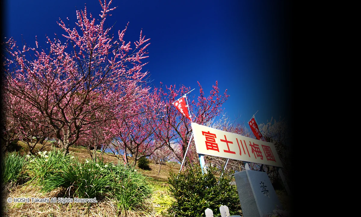 富士川梅園