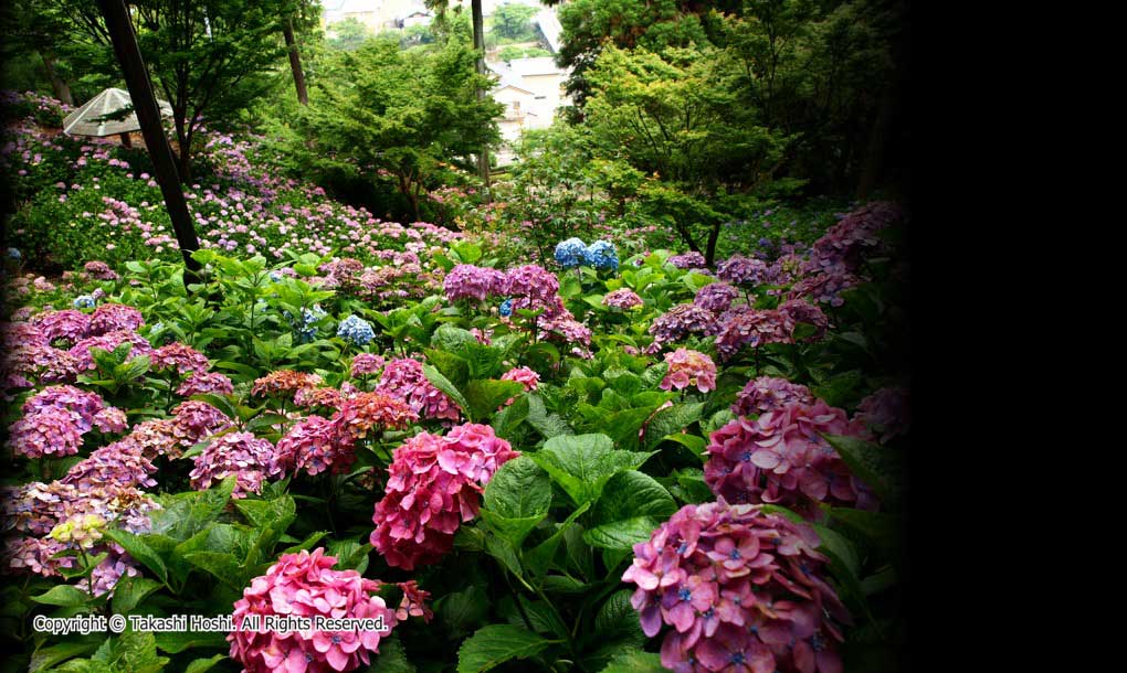 牧之原市の秋葉公園のアジサイの写真です