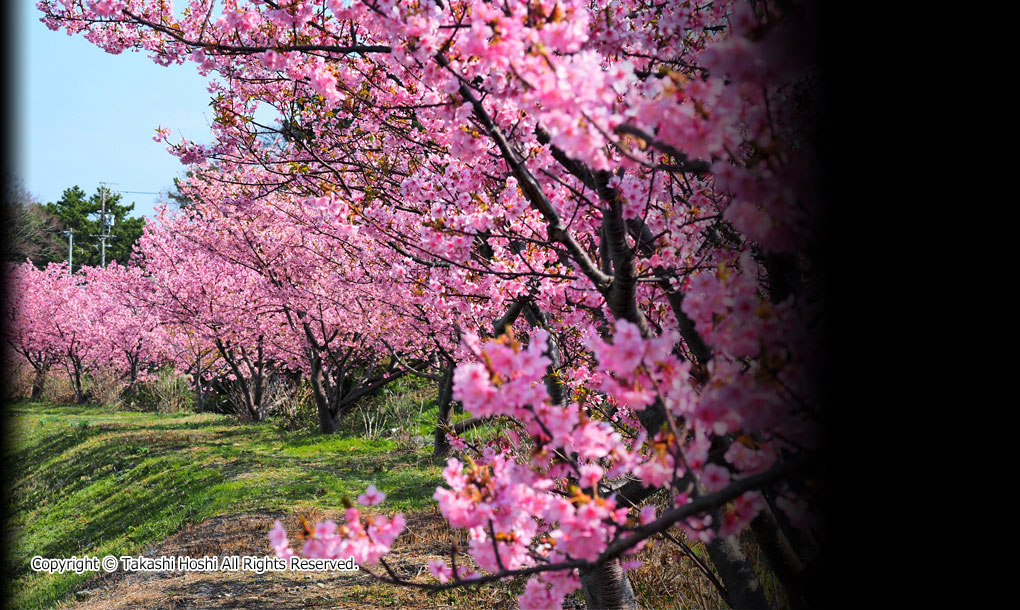 藤守川の河津桜の写真