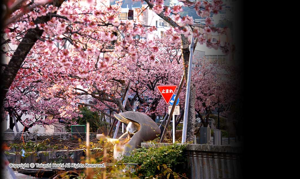 あたみ桜 糸川桜まつりの写真