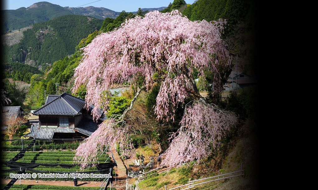 栃沢のしだれ桜