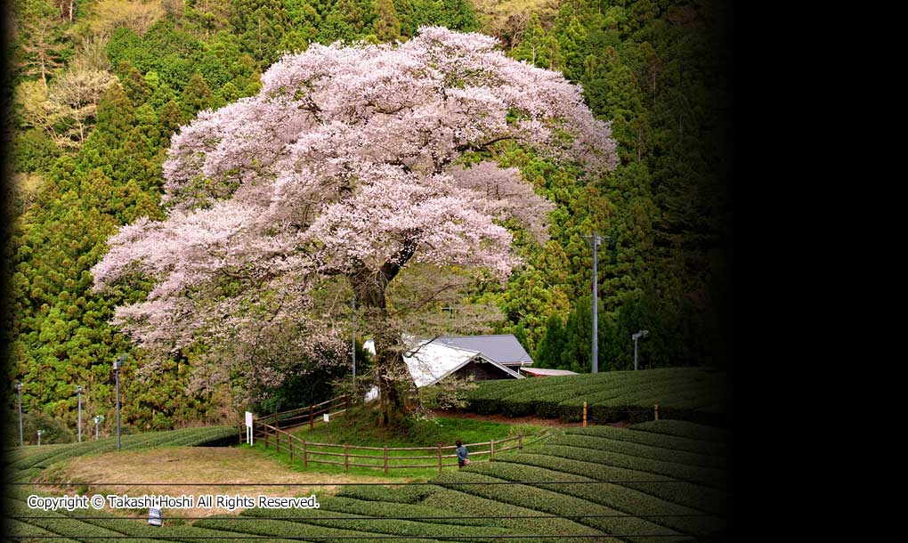 牛代のみずめ桜