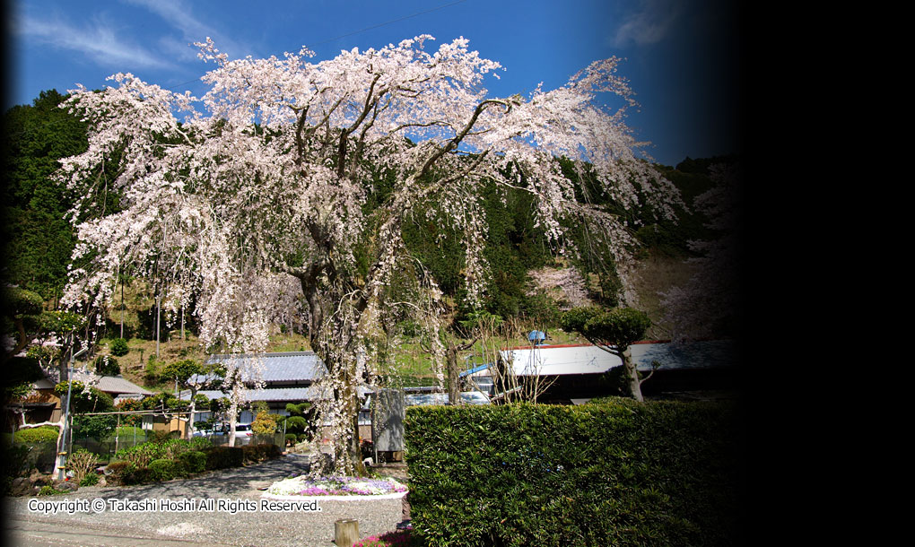 八十岡のしだれ桜