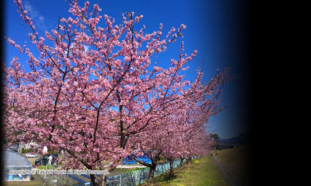 美和桜