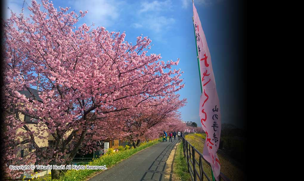 山の手さくら