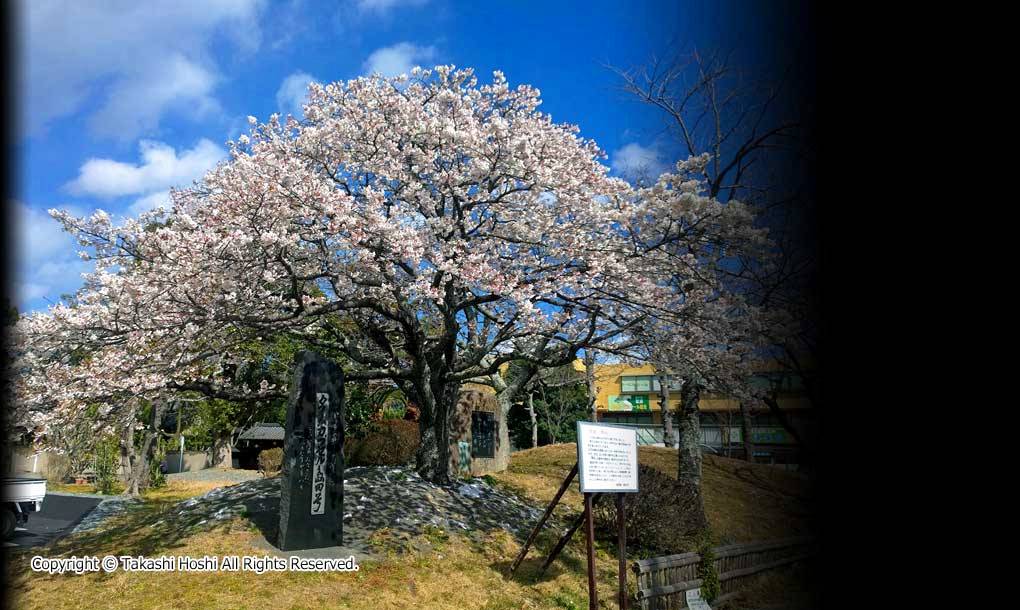 帯桜