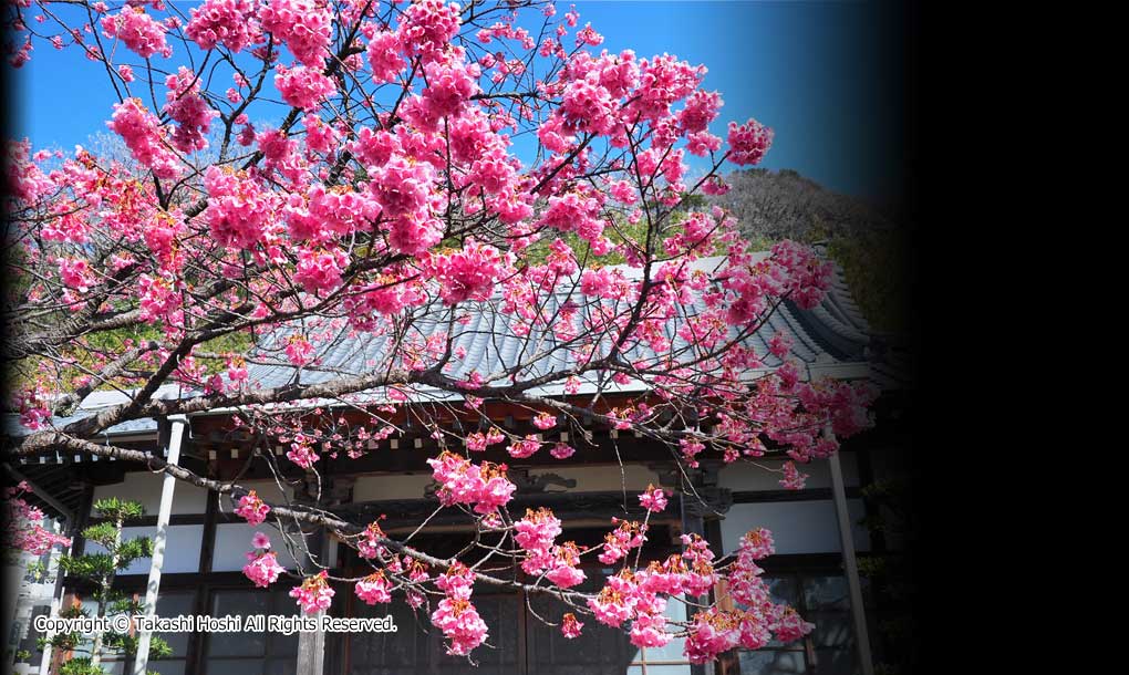 土肥桜まつり