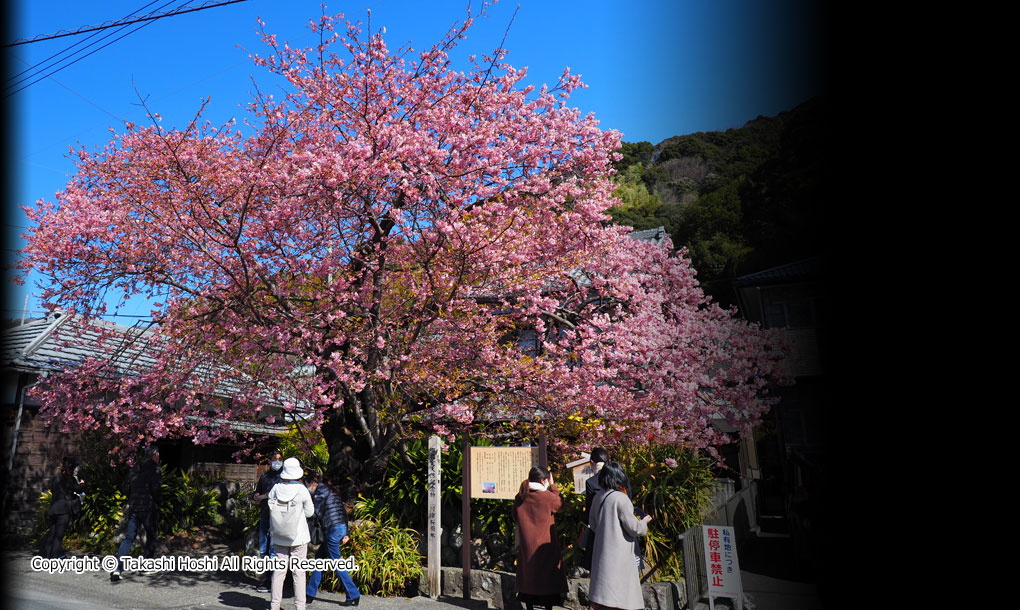 河津桜原木