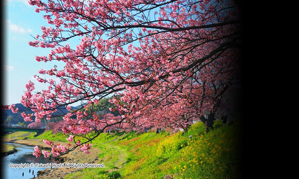 みなみの桜と菜の花まつりの写真