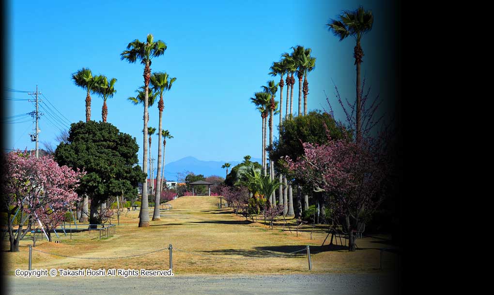 清水清見潟公園の写真