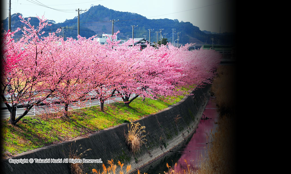 坂口谷川の河津桜