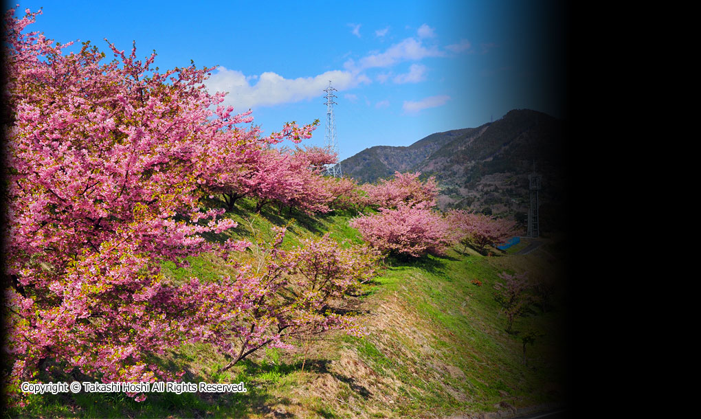 由比八千代桜