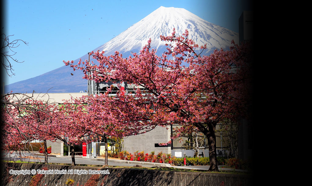 小潤井川の河津桜