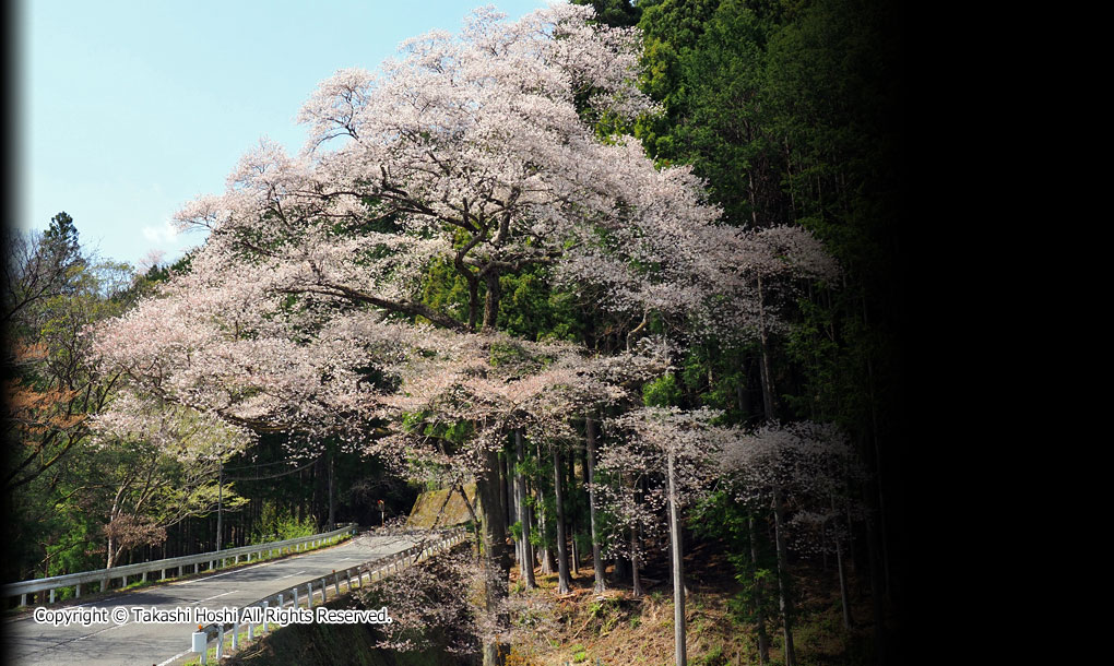 宝瀬の桜