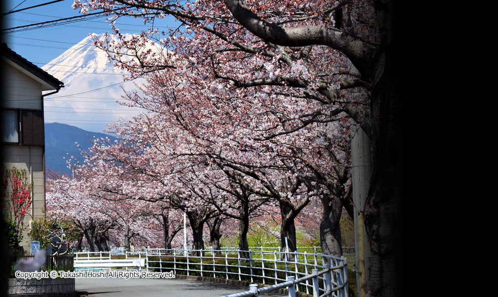 桜堤遊歩道