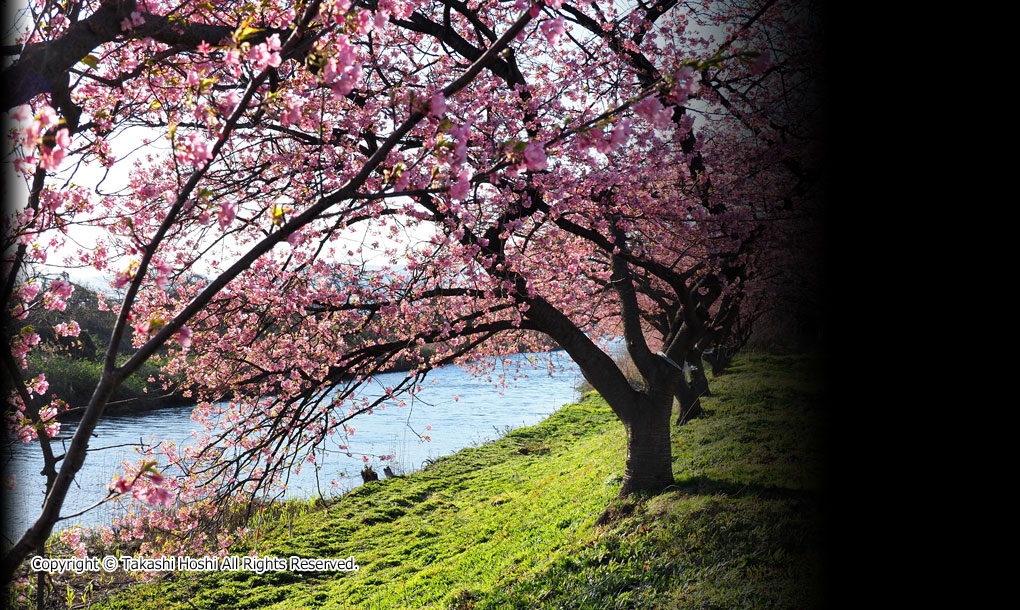 沼川沿いの早咲き桜