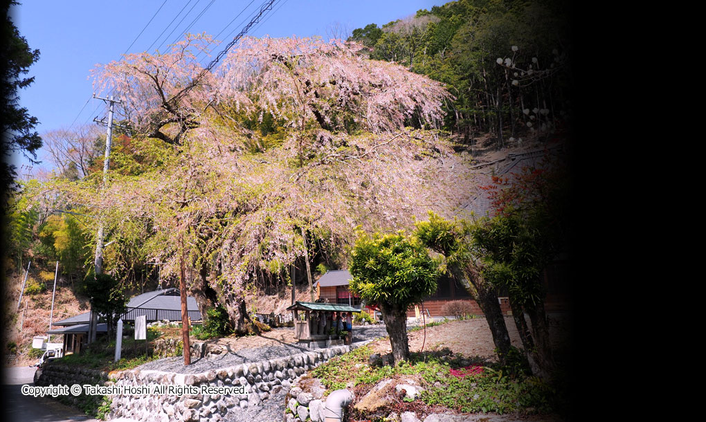 寿永の桜