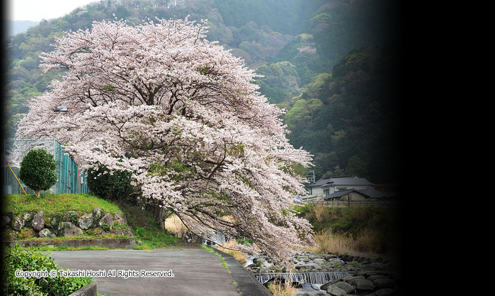 戸田大川沿い桜並木