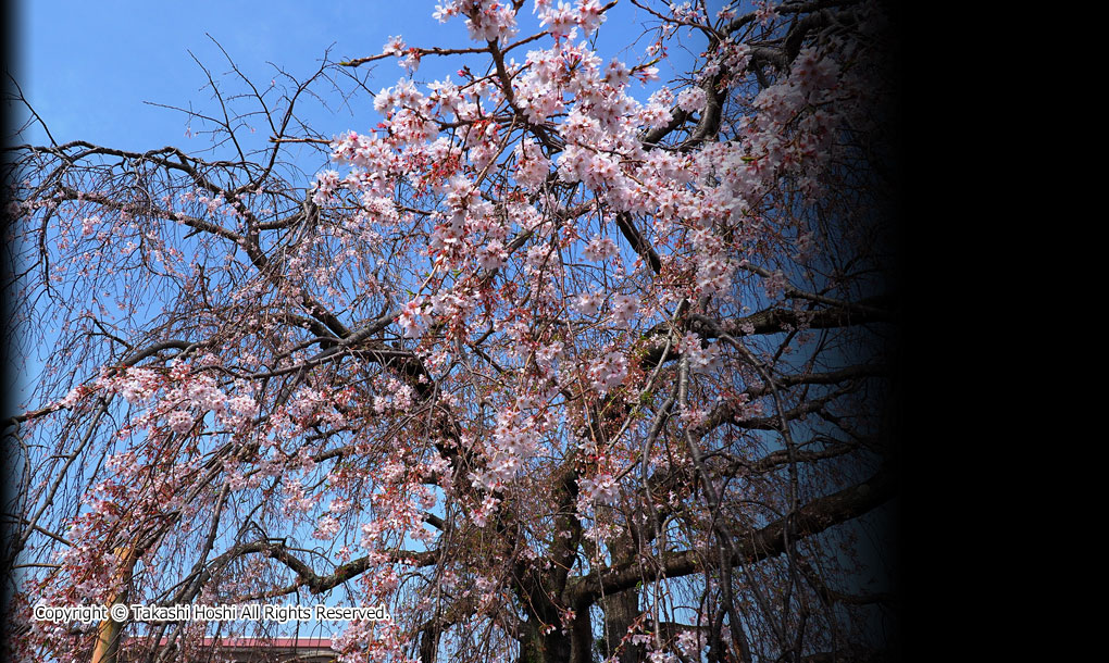 本妙寺のしだれ桜