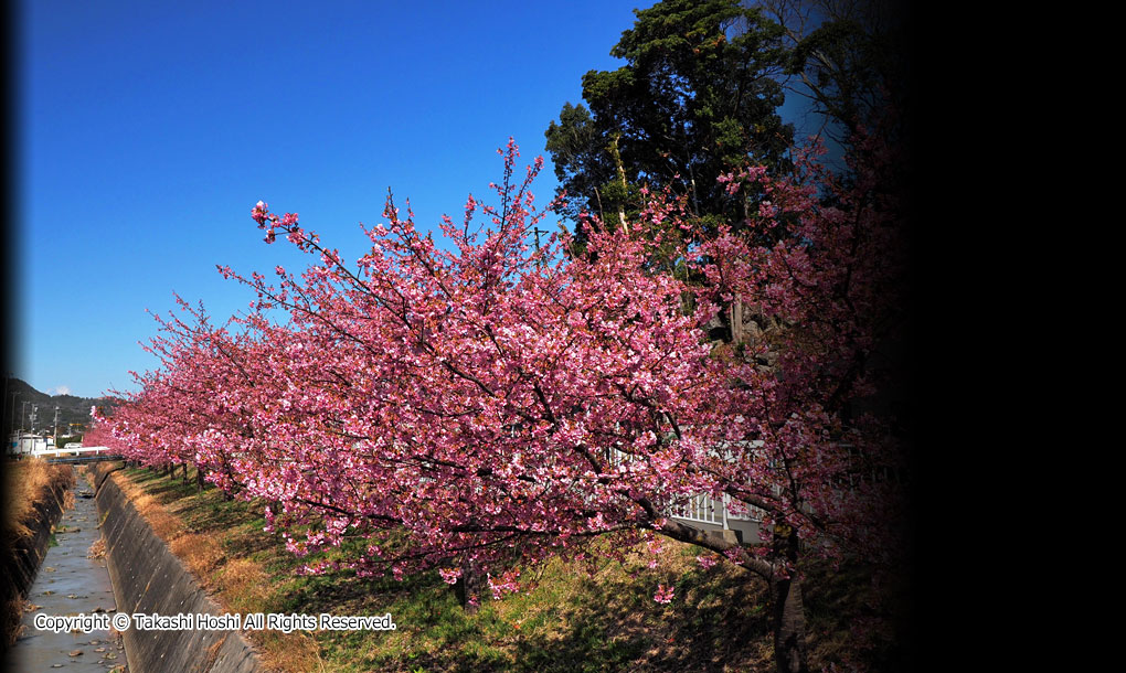 南松野の河津桜