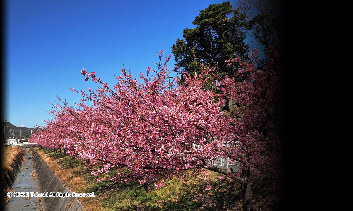 南松野の河津桜