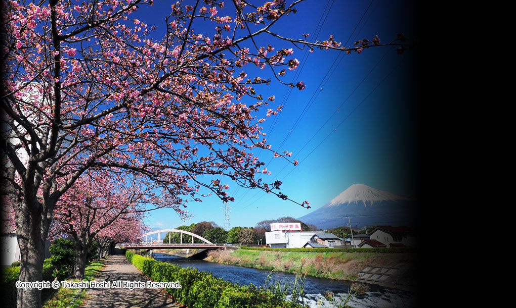 潤井川の寒桜