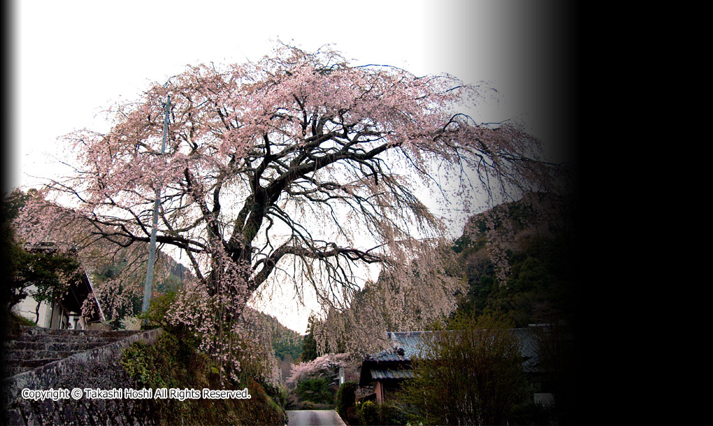 旧船原小学校跡のしだれ桜