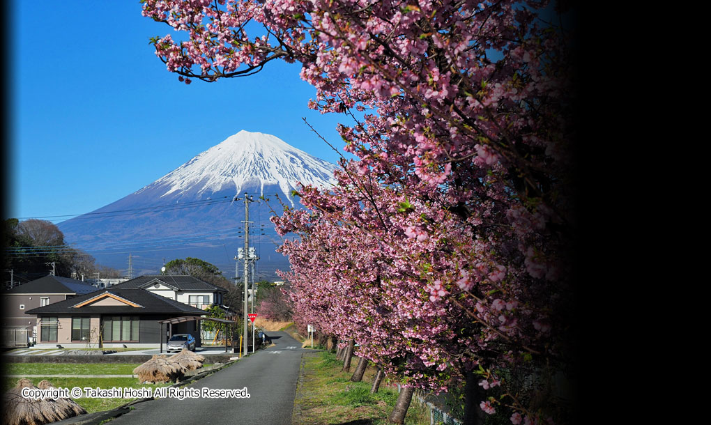 富士早川の河津桜