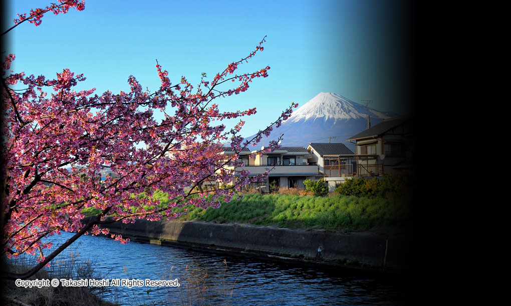 和田川下流の河津桜