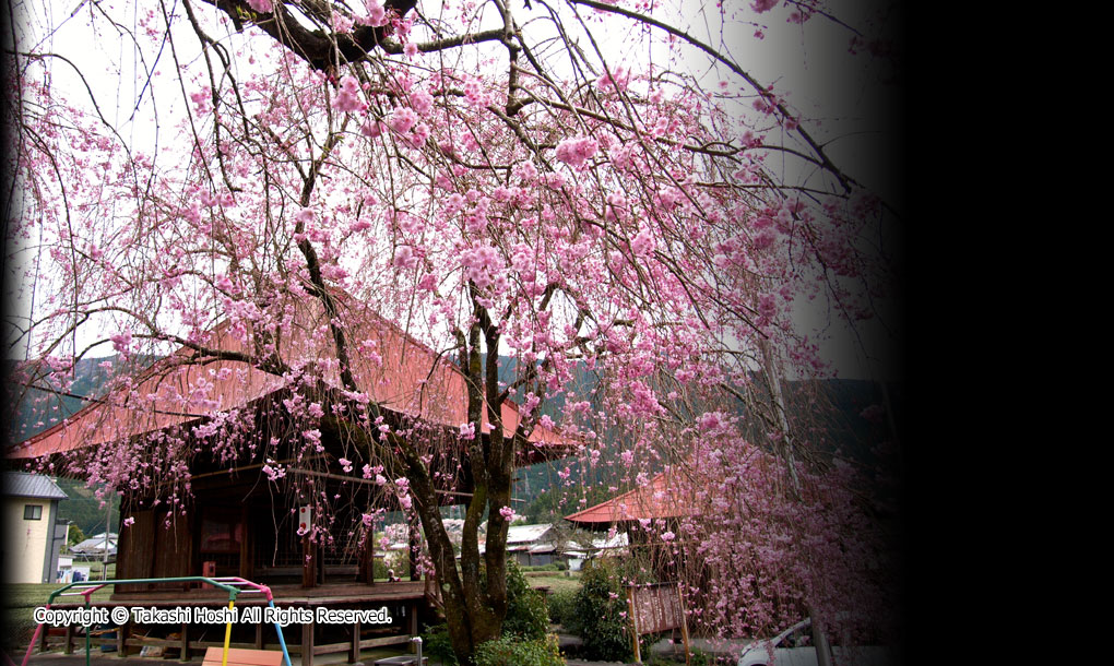 お地蔵さんのしだれ桜