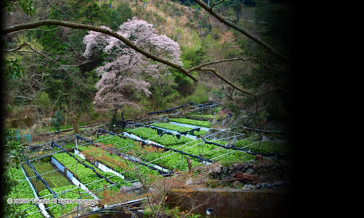 有東木わさび田