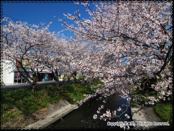 木屋川堤の桜