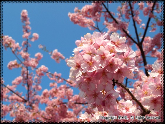 河津桜まつり 河津 河津町観光ガイド 駿河湾 百景