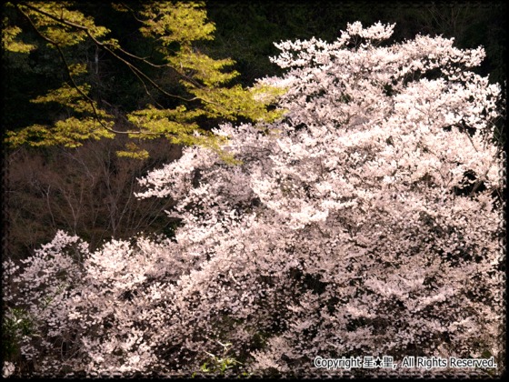 姫桜