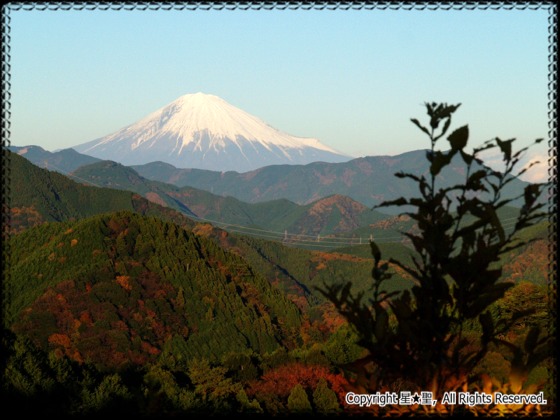 市民の森