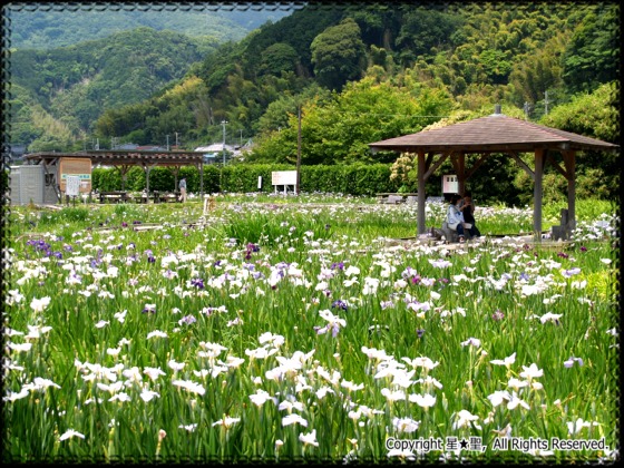 かわづ花菖蒲園