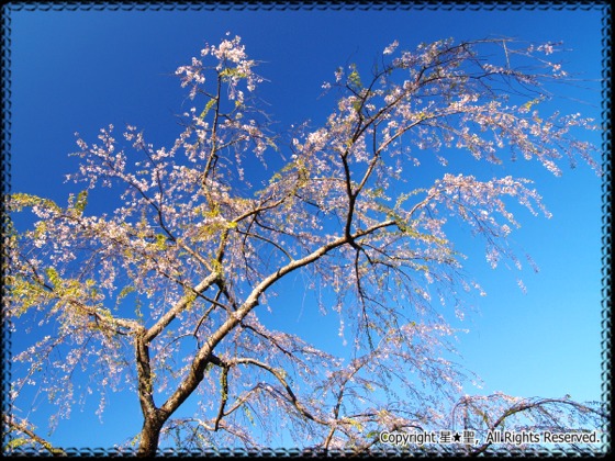 慶寿寺の枝垂桜