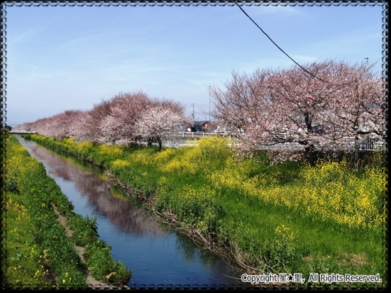 白隠桜