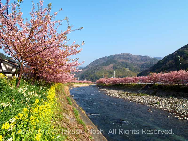 河津川沿いの桜並木