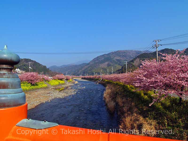 豊泉橋から眺める河津桜並木