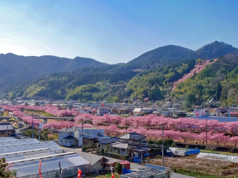 涅槃堂 桜見晴台