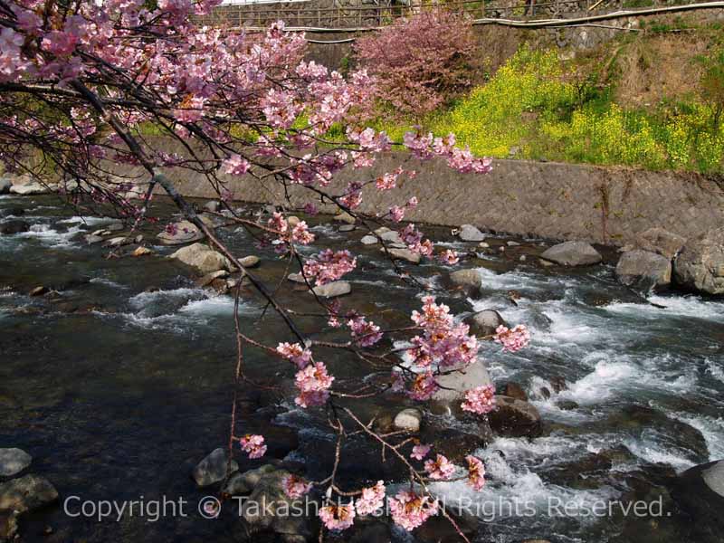 湯ヶ野温泉に咲く河津桜