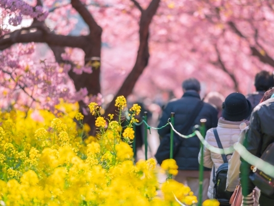 河津桜祭りの菜の花ロード