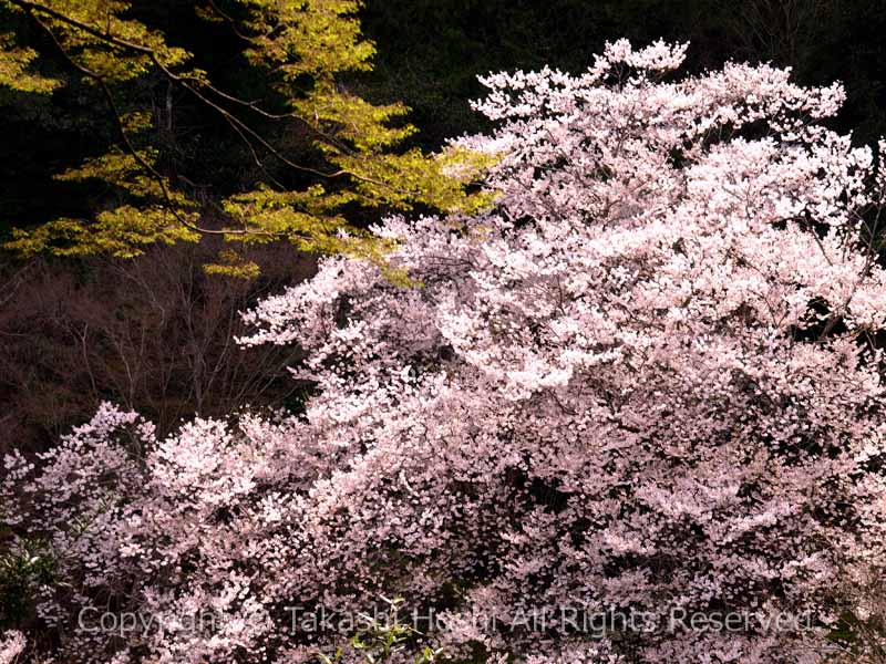 姫桜