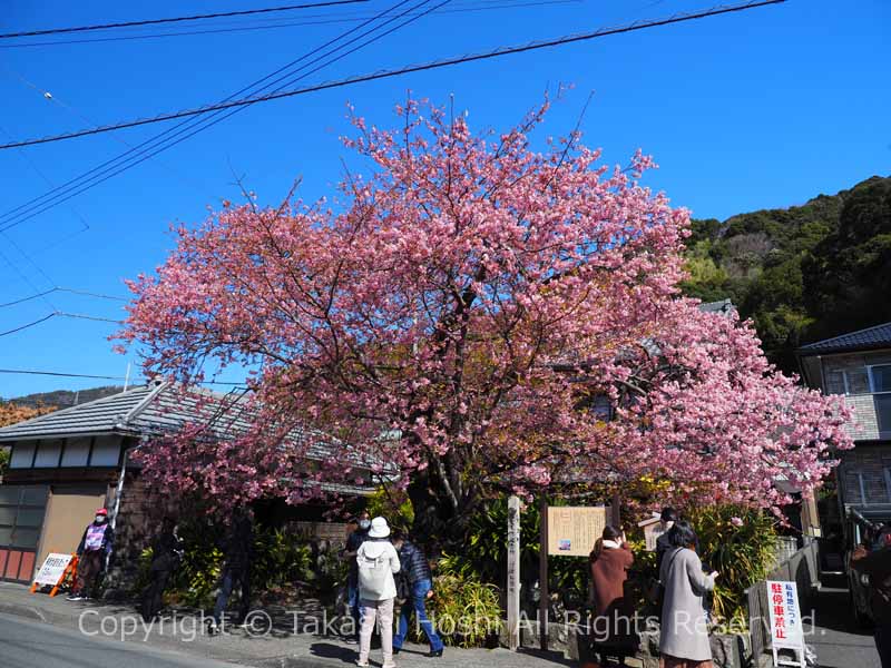 河津桜原木