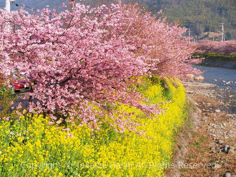 河津桜と菜の花の共演