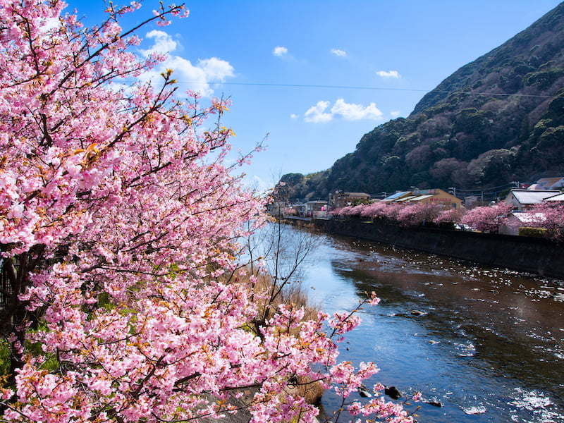 河津川沿いに咲く河津桜