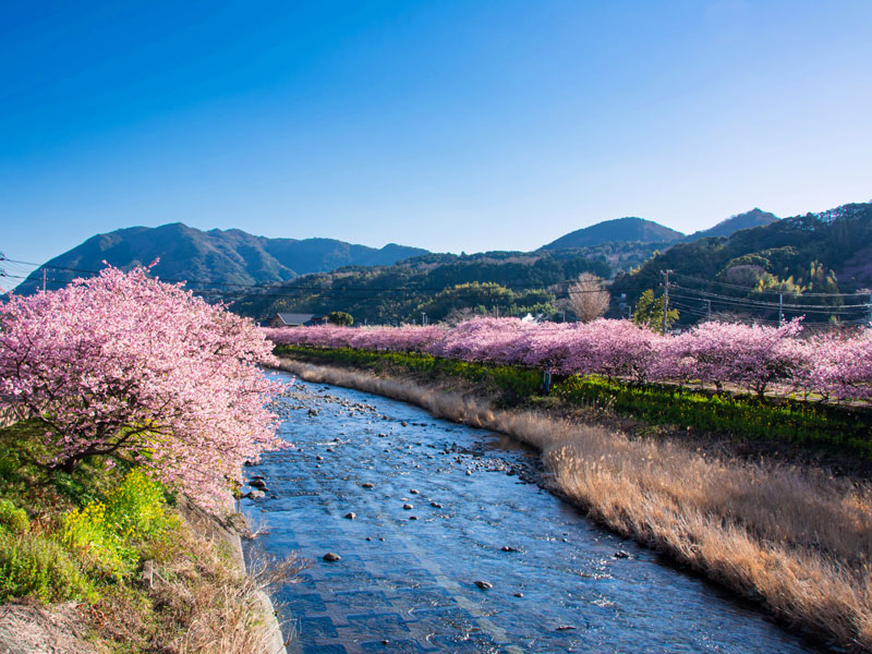 河津桜まつりの河津桜並木