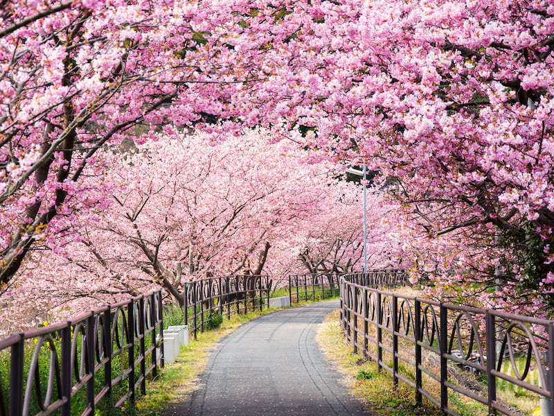 河津桜トンネル